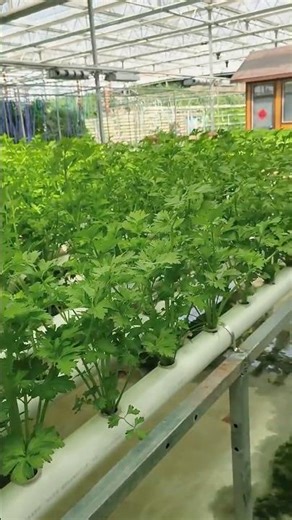 Pipeline Hydroponic Vegetable Growing – Clean Roots, Fast Growth, High Efficiency