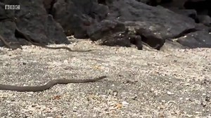 Baby Iguana being chased by snakes. Possibly the greatest scene in documentary history.