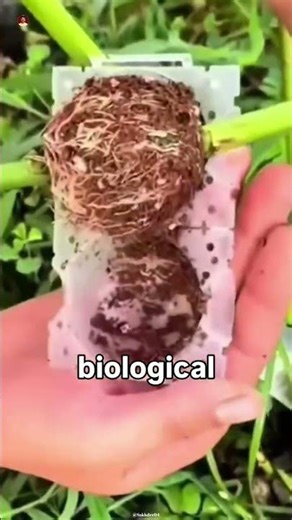 The Biological 'Cheat Code' for Instant Fruit Trees 😲