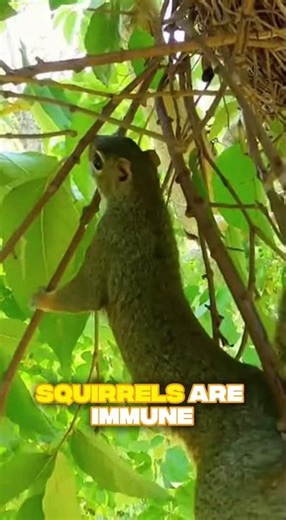 Squirrel vs Snake: Fatal Mistake! 🐿️⚔️