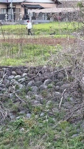 今日も散歩たね🚶