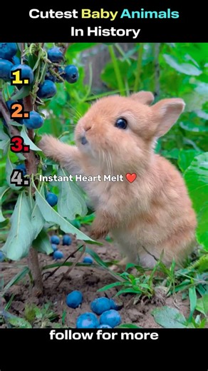 “Ranking the Cutest Baby Animals… #1 Will Melt Your Heart 🥺 #viral #funny #cute