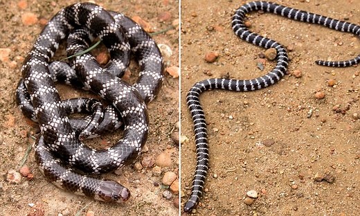 Australian venomous snake known as the 'Bandy-Bandy'