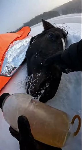 Amazing Rescue: Horse Saved from Frozen Lake! #HorseRescue #Heroic #WinterRescue