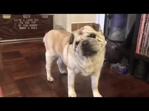 Tracheal Collapse "Honking" Sound in Dogs