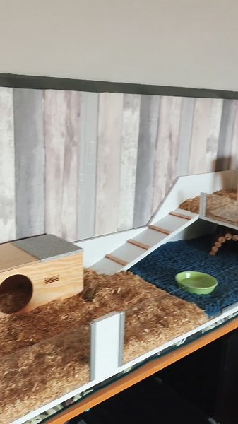 DIY Guinea Pig Cage Build | Cavia Paradijs