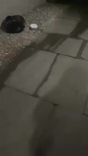 "Abandoned cat with bowl of water lying in a blanket in Spence avenue flats, Burntisland" | Fife jammer locations