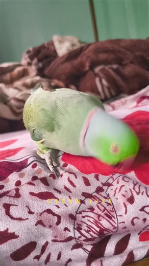 20K views · 668 reactions | Angry Talking Parrot #indianbirds #birds #parrot #shortreels #ParrotSpeaking #viralshort #viral #wildlife #shorts #parrotlovers #birdsound #reels #indianRingneckParrot #fbreels #parrotlife #bird #FacebookReelsContest | Green Life | Facebook