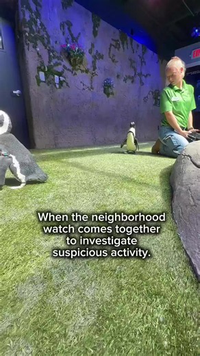 Fun fact: African penguins have amazing eyesight adapted for both land and underwater and like many penguins, they can see ultraviolet light #penguin #kansas #animalencounters #funfact #funnyanimals