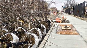 Chicago TreeKeepers Raise the Alarm About ‘Cemetery of Saplings’ to City’s Urban Forestry Advisory Board