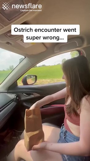 Woman freaks out when hungry ostrich sticks head through car window. 😅 😂 #safari #ostrich #birds #animals #viral | Newsflare
