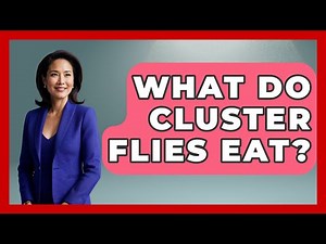 What Do Cluster Flies Eat? - Insects and Invaders