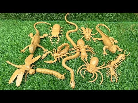 Amazing Insects and Reptiles: Learn English Names of Bugs and Reptiles for Kids