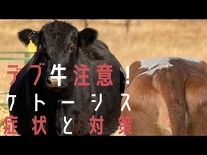 【酪農】【徹底解説】よくある周産期疾病④ケトーシス