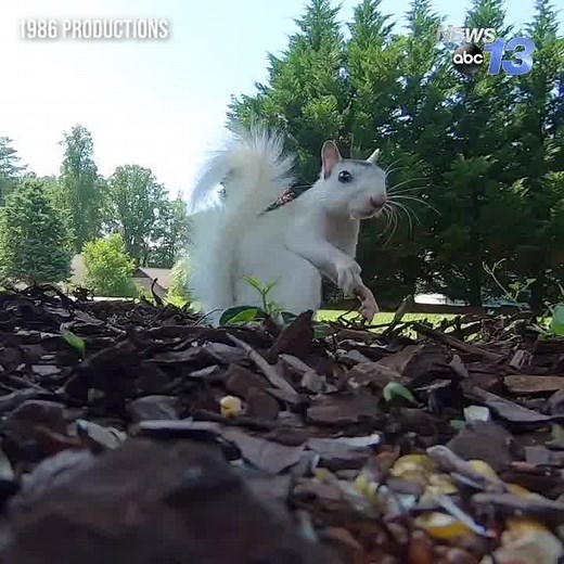 This white squirrel is ready for its close up! Spotted by 1986 Productions in Arden, North Carolina. Send us your wildlife photos and videos through Chime In! - https://burst.com/myp6c20e | WLOS ABC 13