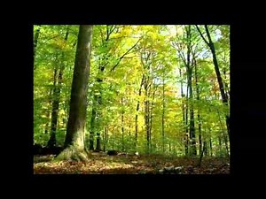 Un bosque durante 15 meses en 3 minutos.(By Samuel Orr)