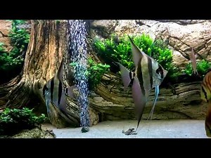 Majestic Altums, San Merah Discus and a gorgeous Background