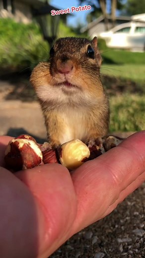 Adorable Chipmunk Eating Sweet Potato
