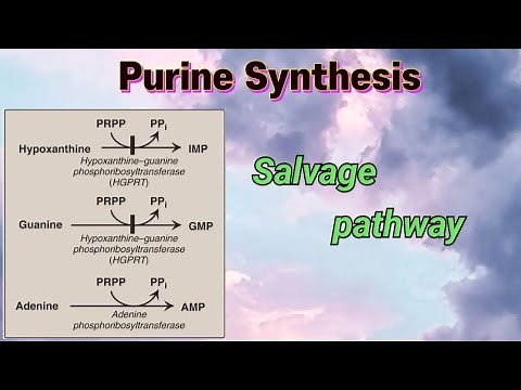Purine Synthesis ( Salvage pathway ) #purines #nucleotides