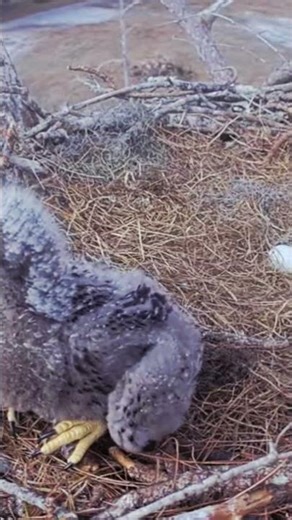 #ukanimals #birds #talkingnature #birdcall #nature #naturesvoice #birdsong #ukanimalsvideo