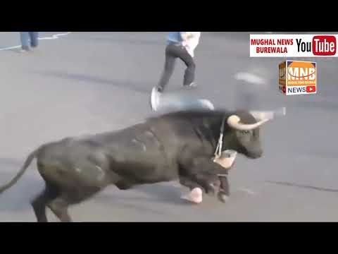 Dangerous Bull Fight Accidents Compilation Lucky and Funny People Fail Video Clips