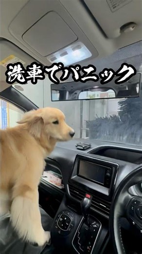 【ゴル、初めての体験】 #ゴールデンレトリバー #9ヶ月 #ゴルパピ #子供と犬 #犬 #大型犬 #大型犬のいる生活 #家族 #洗車