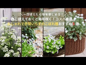 【こぼれ種で増える春の花５選】コスパ最強！ほったらかしで増える＆楽しめる可愛い花｜植えっぱなし｜ガーデニング｜手間いらずの庭｜おしゃれな庭