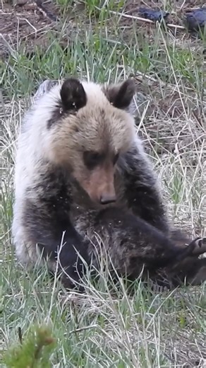 9.5K views · 94 reactions | Think you know what kind of bear this is?...