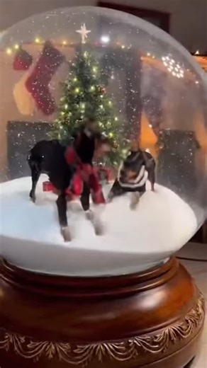 Happy Holidays! I made this in the Sora AI app. If you haven’t tried it yet, you should! It’s free & easy to use! #dobermanpinscher #dobermaninstagram #doberman #sora | DOBERMAN PINSCHER