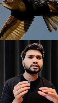 Common SWIFT Bird Not Landing 😱 #shorts