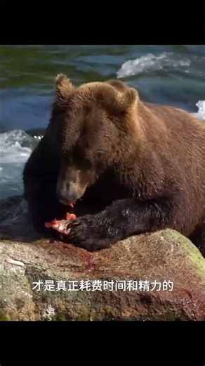 灰熊為什麼要「浪費」食物？ #神奇動物在抖音 #奇妙的動物 #灰熊 #鮭魚