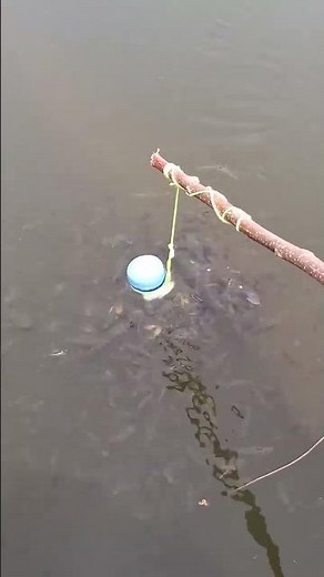 How to make a fish trap with plastic bottle - Awesome Life Hacks! #fish