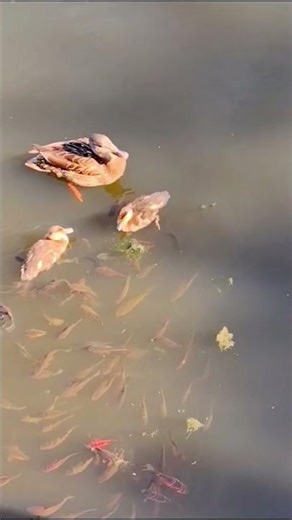 “A Beautiful Lake Moment: Ducks and Fish Together” #fishing #lake #nature #adventureawaits