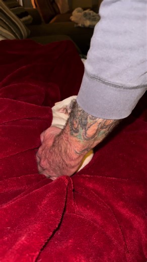 You better not take me potty, dad! . . #peanut #chihuahua #applehead #nuttynutty #seniorchihuahua