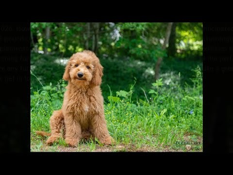 Doodle Creek's Riona - Goldendoodle in Training