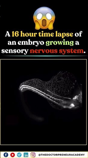 16-hour time lapse of an embryo developing its sensory nervous system! 🧠👶⏳