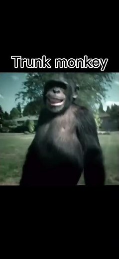 Trunk monkey meme