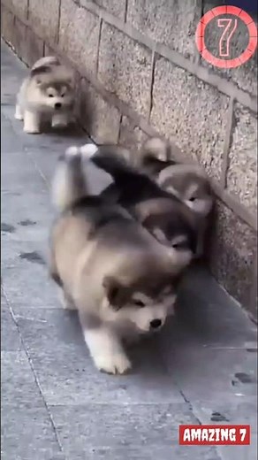 Top 3 Funniest TikTok Pets!