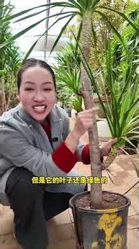 The Mysterious Recovery of the Dragon Blood Tree: A Must-Watch