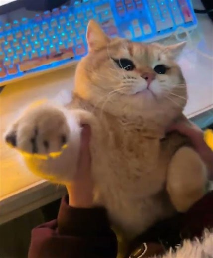 Magic Cat Charms the Camera! | adorable pet moment
