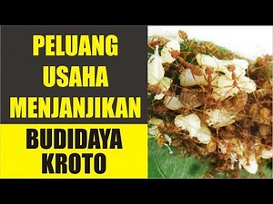 Cara Memulai Bisnis Kroto (Beserta Analisisnya)