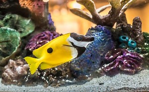 Why Do Fish Disappear from the Saltwater Tank? - RateMyFishTank.com