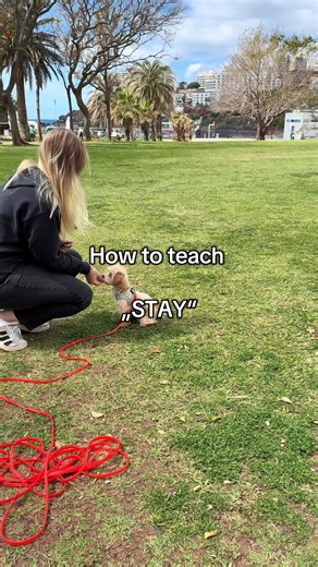 Teaching Zeus “STAY” one step at a time 🐾 (Start Training inside!) The 3 D’s (Distance, Duration, Distractions) are game changers. Always master the basics before adding complexity. How to teach Stay: Step 1: Build the foundation Say “Stay” give your hand stop command. Reward immediately when the Dog stays. Start with just 2-3 seconds. Quality over speed. Step 2: Increase distance slowly Dog is staying? Now slowly stand up. The more he stays while you move = big win. Click and reward the moment