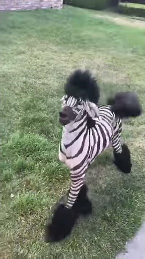 Zebra dog