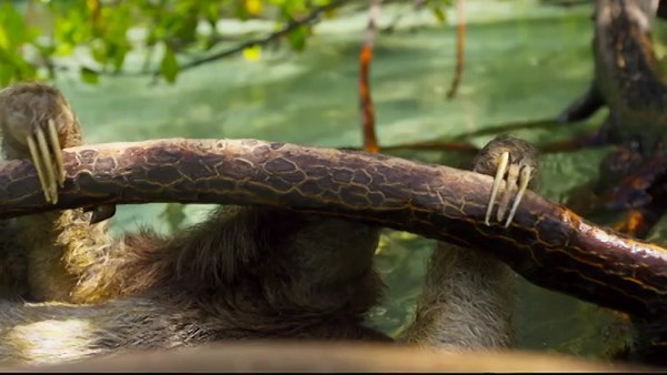 Planet Earth II BBC ★ Nature Series with Subtitles and MKV