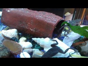 African dwarf frogs and male betta fish together
