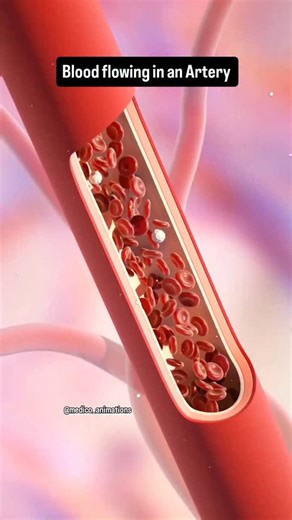 medical_animation | @medico_animations - Blood flowing in an artery refers to the movement of oxygen-rich blood from the heart to the body tissues. Key... | Instagram