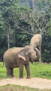 2.4K views · 250 reactions | Discover a Thailand elephant experience that’s truly ethical — no riding, no performances. Just respectful encounters, observing elephants as they roam, and live in a natural environment.  #EthicalElephantExperience #ThailandElephants #ElephantHills #RespectElephants #NoRiding #ElephantSanctuary #WildlifeConservation | Elephant Hills | Facebook