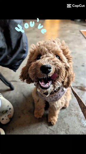 #cockapoopuppies #puppy #shorts