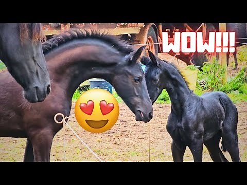 Yfke in the pasture for the first time, Wûnder likes it! | Rising Star & friends | Friesian Horses
